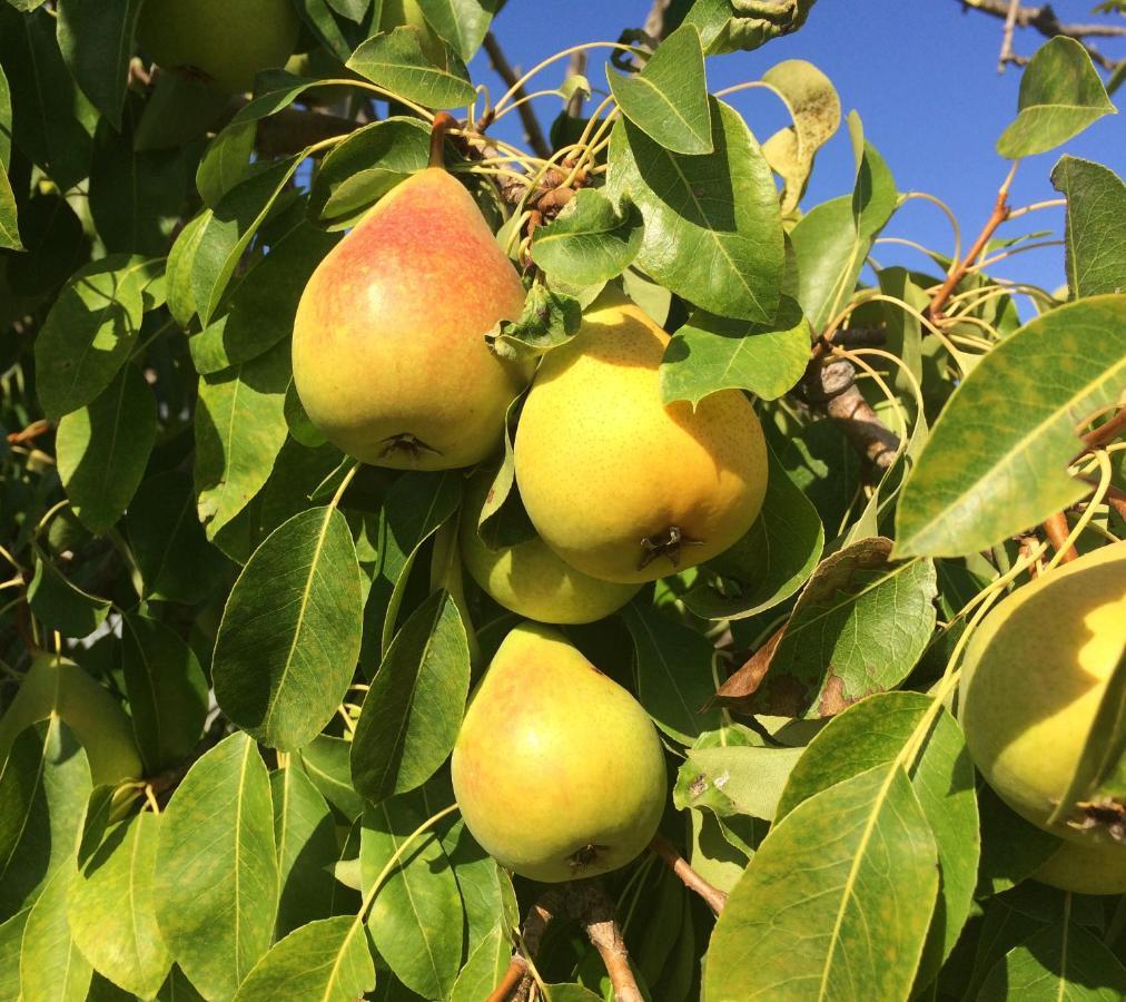 Agriturismo Turudhis 托尔托利 外观 照片